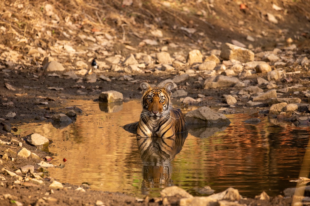 Yala National Park